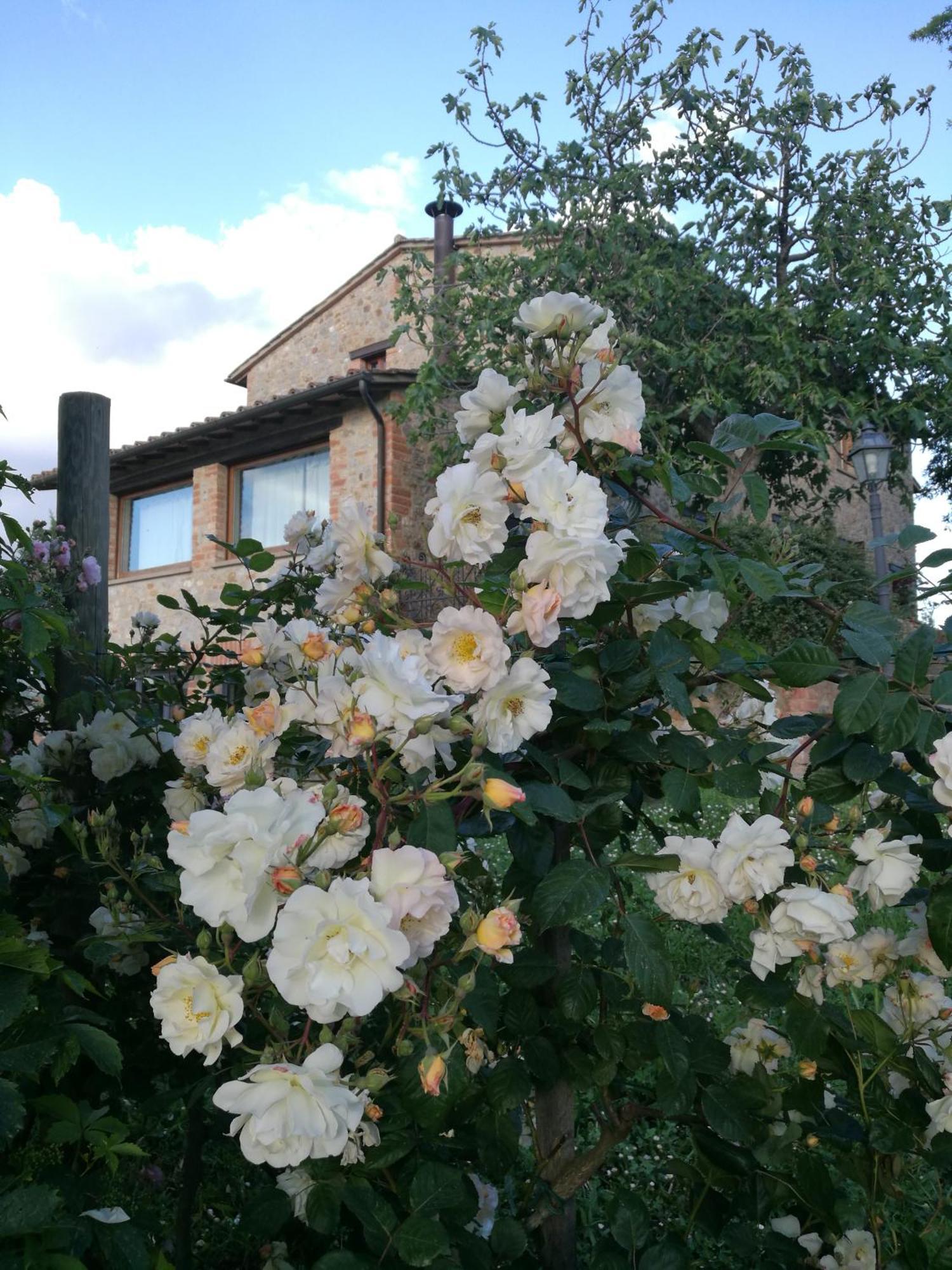 Agriturismo Cornieto Monteleone dʼOrvieto Buitenkant foto