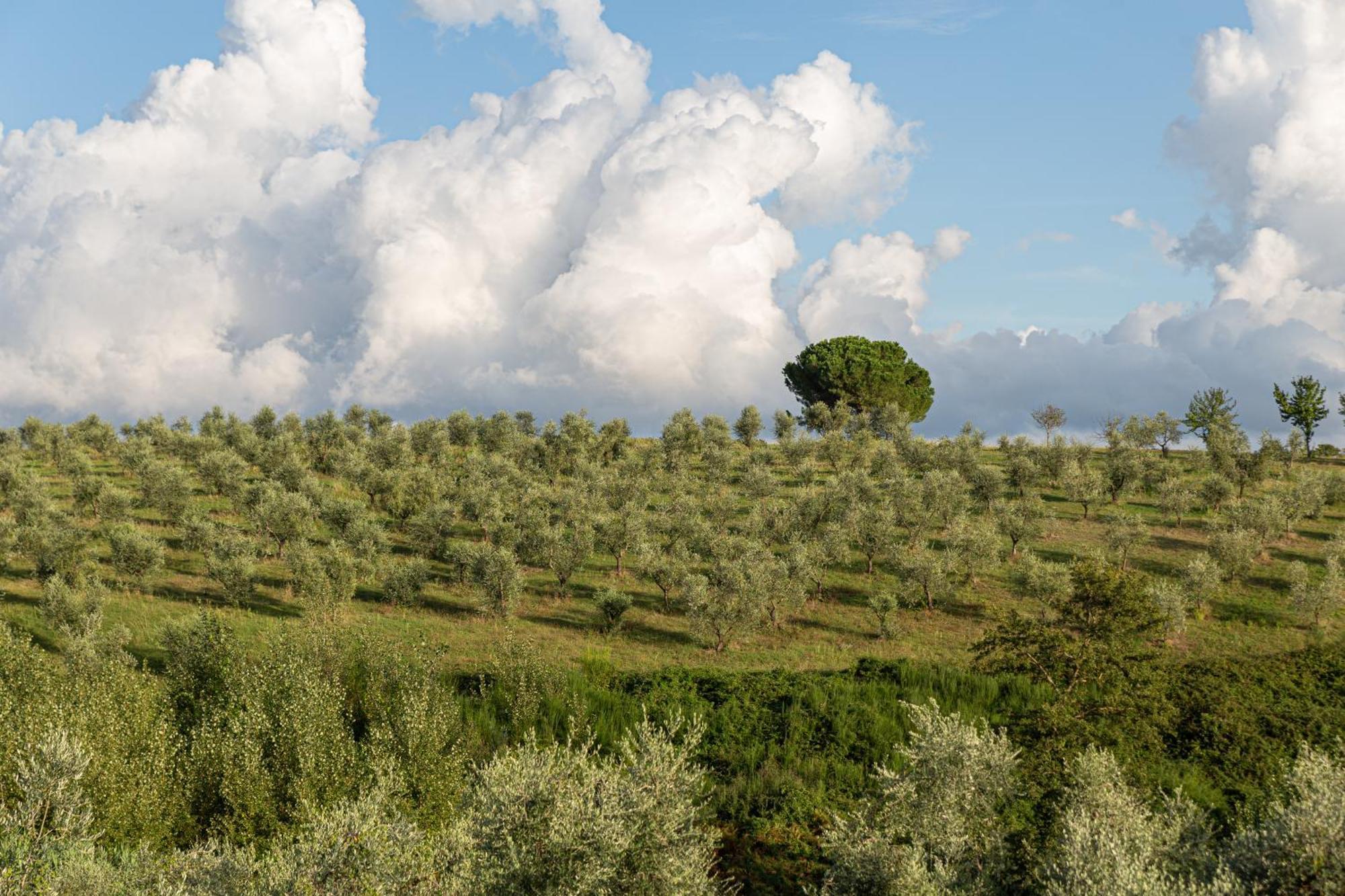 Agriturismo Cornieto Monteleone dʼOrvieto Buitenkant foto